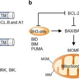 vi-sao-protein-uc-che-bi-mat-tac-dung-1733771810