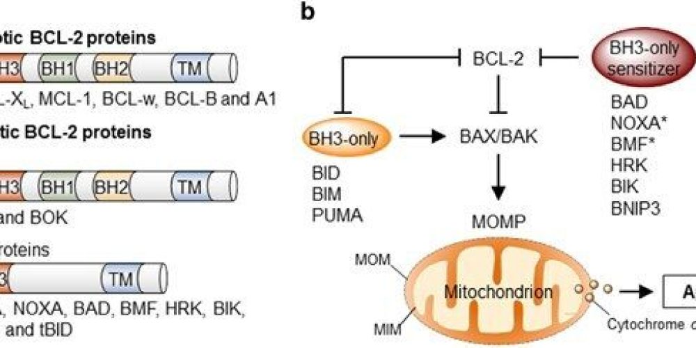 vi-sao-protein-uc-che-bi-mat-tac-dung-1733771810